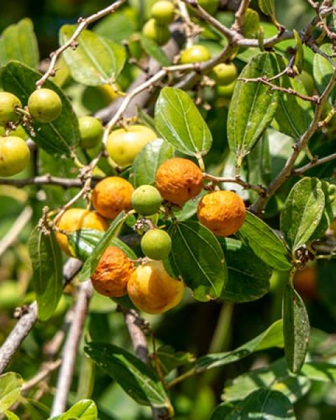 اضرار السدر علي الحامل